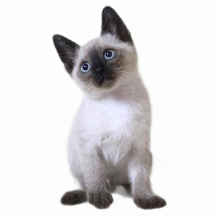 双血统纯种泰国暹罗猫幼猫小猫咪宠物猫咪活体幼崽