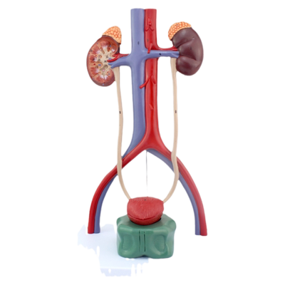 ENOVO颐诺人体泌尿系统模型