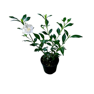 重瓣小叶寿星法莲栀子阳台盆栽带花苞庭院耐寒绿植盆景开花浓香
