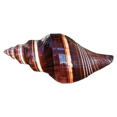 稀有天然海螺贝壳黑香螺