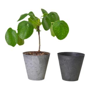 PHYSIS 老桩镜面草ins新进网红绿植办公室桌面植物盆栽美观好养