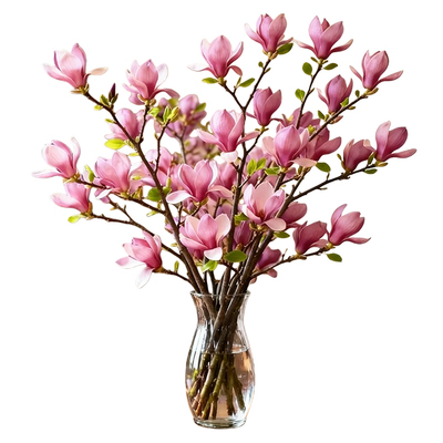 带花苞玉兰花水培鲜切花玉兰鲜枝