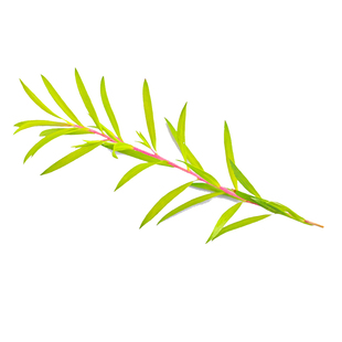 黄金柳芽 香柳 餐厅冷盘日料刺身摆盘草烘焙糕点装饰搭配