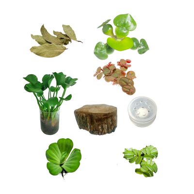 缸养龟龙眼木造景用品治疗龟腐皮