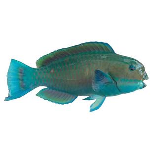 海南三沙西沙青衣鱼鲜活冷冻新鲜海鱼海鲜生鲜真空顺丰空运包邮