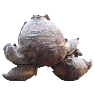 【花王】水仙花种球雕刻大水仙花冬季室内花水培盆栽漳州水仙花球