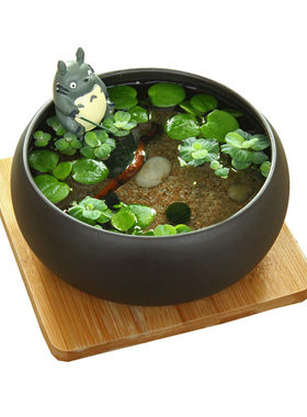 【amoy】养marimo龙猫竹筏玻璃瓶