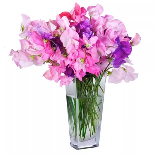 香豌豆种子四季花卉四季开花不断适合种院子里的花籽阳台花种籽子