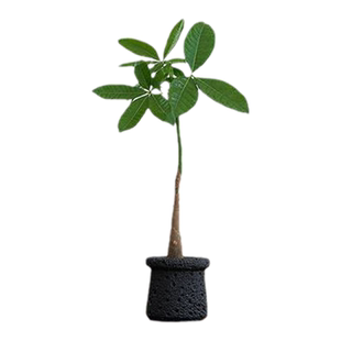 高杆发财树原生长杆造型室内绿植盆栽花办公桌面四季常青招财植物