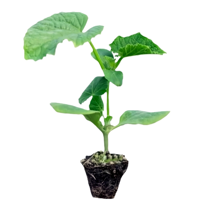 早熟高产四季西葫芦种子