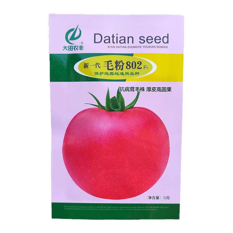 西红柿种籽孑蔬菜籽大田毛粉802