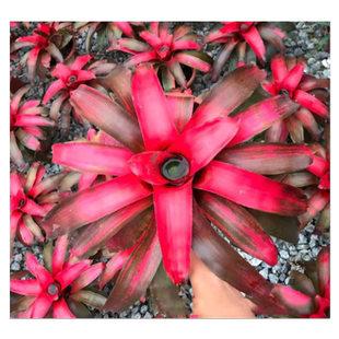 积水凤梨积水凤梨造景凤梨雨林缸植物造景植物空气凤梨积水凤梨