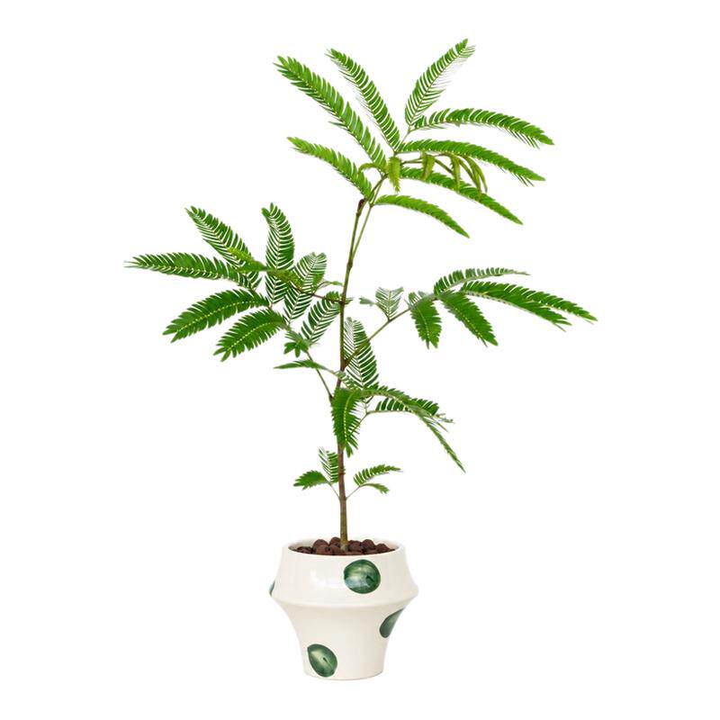 密叶猴耳环办公室盆栽 桌面趣味观叶植株 室内客厅家居装饰小盆景