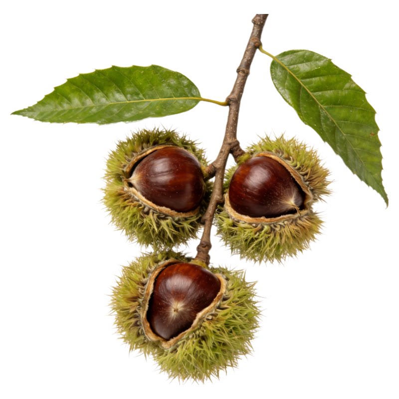 嫁接板栗树苗南方北方种植大红袍特大板栗承德当年结大果苗