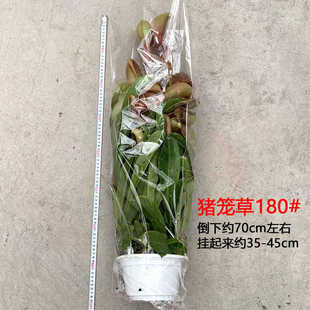 室内猪笼草食虫植物垂钓桌面阳台驱蚊创意送礼趣味花卉苗儿童盆栽