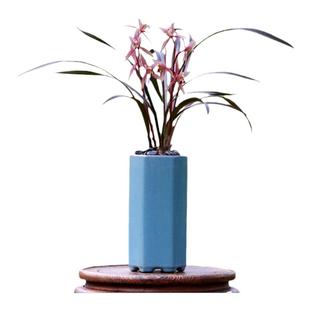 翁源兰花正品寒兰红草带花浓香彩素好养室内茶台桌面高级花卉盆栽