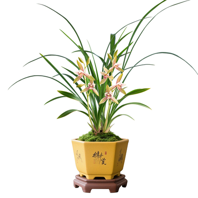 【小桃红】兰花苗建兰办公桌
