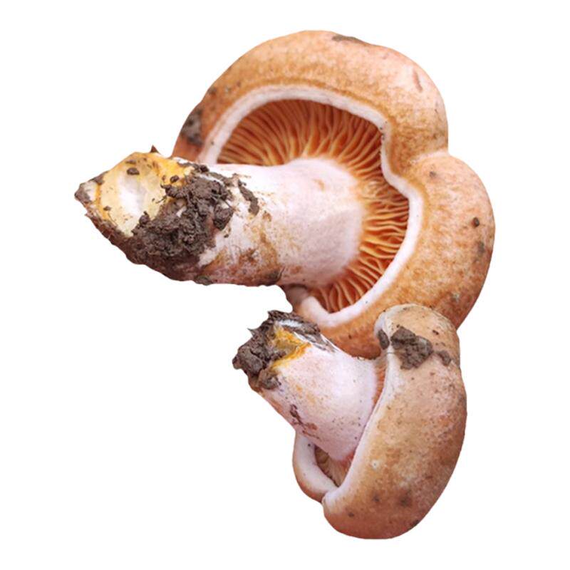 湖南野生新鲜蘑菇枞树重阳