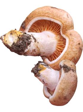 湖南野生新鲜蘑菇枞树重阳