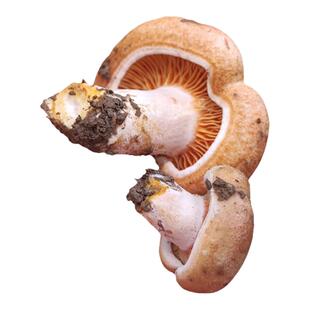 有货 湖南野生新鲜蘑菇黄枞树菌菇重阳松树寒菌三九菇雁来蕈500g