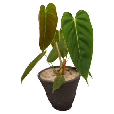 PE花烛超好养热植净化空气