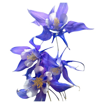 深山花奴耧斗菜花卉庭院阳台多年