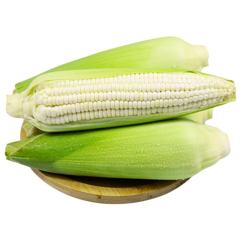 水果玉米福建现摘即食牛奶玉米