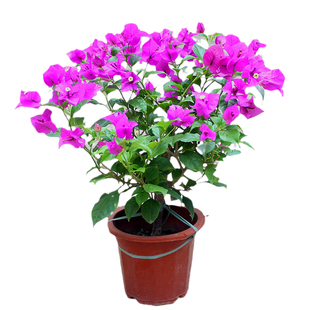 云南紫三角梅原生盆栽老桩爬藤植物阳台盆栽耐热好养活庭院地栽