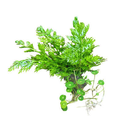水下草套餐鱼缸造景水草植物