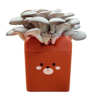 平菇卡通盒装蘑菇种植包菌包阳台桶装菌菇种家庭养种食用菌种盆栽