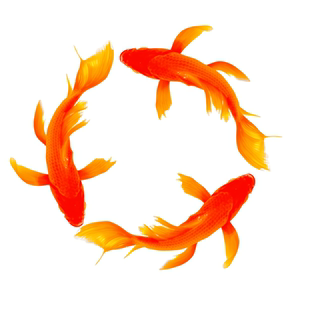 发顺丰台湾纯种蝴蝶鲤观赏鱼蝴蝶鲤大鳍大尾冷水淡水鱼好养耐活