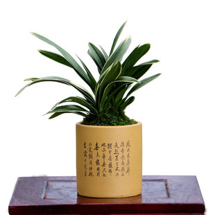 翁源正品大花蕙兰花苗秋香黄金小神童带花浓香好养室内桌面卉盆栽