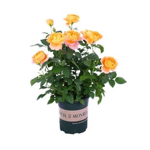 耐寒植物果汁阳台月季中大花欧月南北方适合多年生大苗灌木花苞多