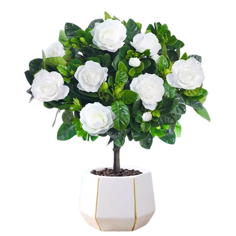 【带花发货】独杆造型老桩栀子花