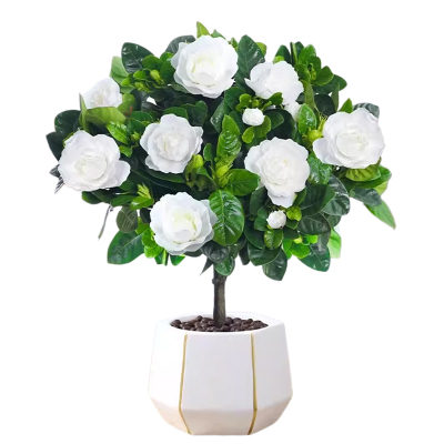 【带花发货】独杆造型老桩栀子花