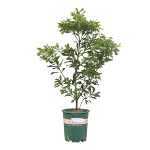 仙居东魁杨梅树树苗南方当年结果嫁接荔枝水果树果苗特大东槐种植