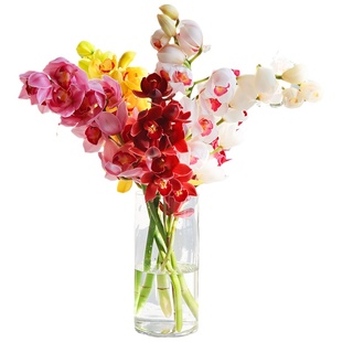 A级大花蕙兰鲜切花水培兰花大花惠兰鲜花云南基地直发插花手捧花