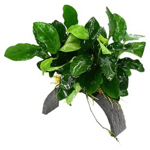 迷你水榕拱桥新手懒人鱼缸造景无需种植阴性淡水好养水草植物