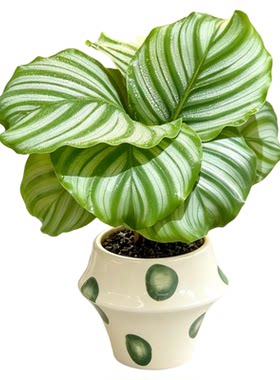 青苹果竹芋盆栽室内客厅桌面绿植物观叶家居软装装饰摆件净化空气