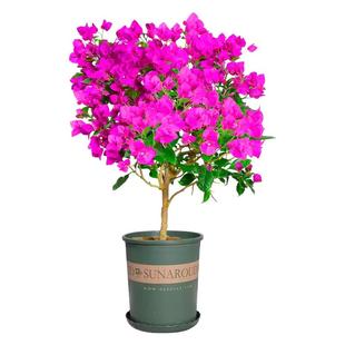 同安红三角梅原生盆栽带花爬藤植物重瓣阳台庭院地栽耐热好养绿樱