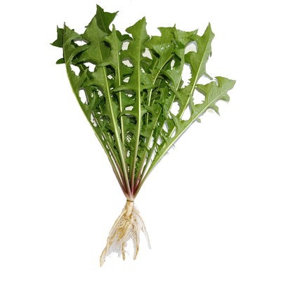 野生野菜马齿苋荠荠菜婆婆丁面条