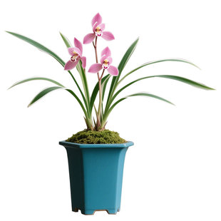 【翠韵粉蝶】兰花苗春兰细叶金边名贵盆栽花卉植物浓香兰草国兰