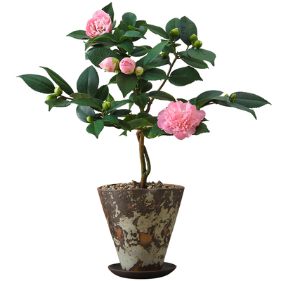 茶花盆栽侘寂风意式室内办公室