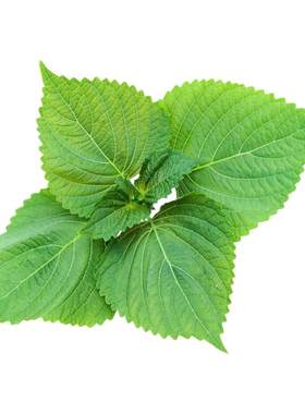 食用紫苏种子四季阳台生菜日本