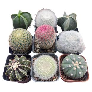 25颗不重复仙人球组合套餐实生多肉植物绿植花卉盆栽好养易活实生