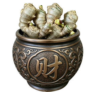 禄根带芽灵草可水培可盆栽办公桌面绿植盆景