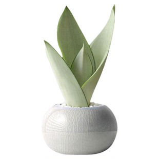 JOJO'S L. PD.Should.虎皮兰盆景室内绿植盆栽净化空气绿植 |应踢