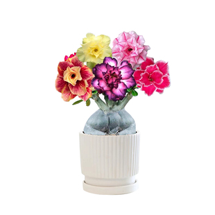 沙漠玫瑰盆栽重瓣带花苞多肉植物老桩四季开花卉绿植苗客厅耐干旱