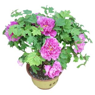牡丹花苗正宗山东菏泽洛阳芍药鲜花大苗室外盆栽重瓣观赏树苗花卉