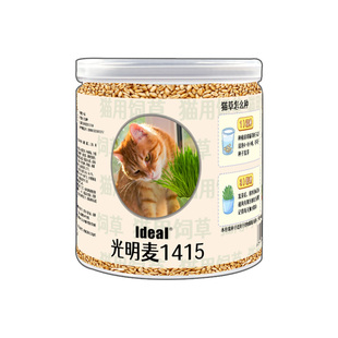猫草种子小麦种子小麦草种大麦种黑麦苗水培芽苗菜草种盆栽种植